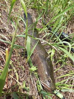 ライギョの釣果