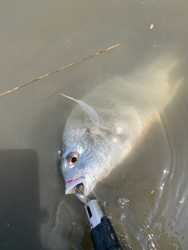 キビレの釣果