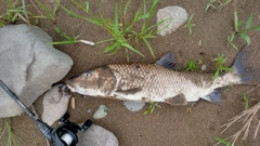 ニゴイの釣果