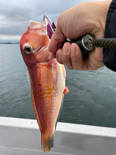 アマダイの釣果