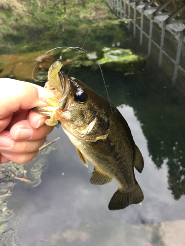 ラージマウスバスの釣果