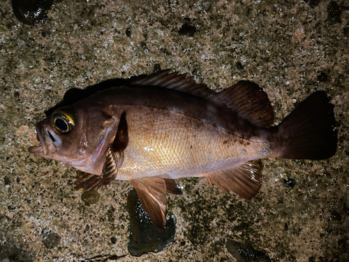 メバルの釣果