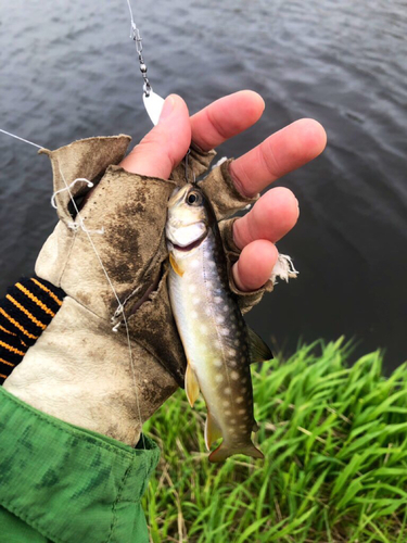 エゾイワナの釣果