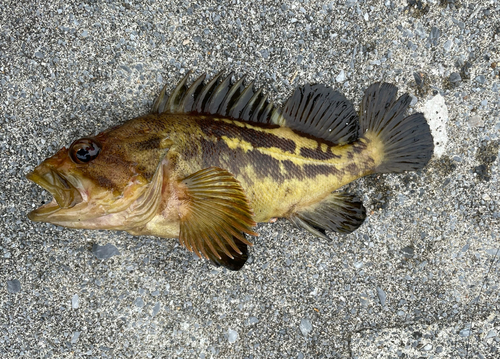 シマゾイの釣果