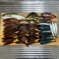 カゴカキダイの釣果