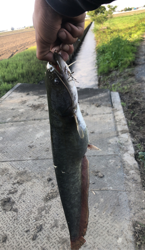 マナマズの釣果