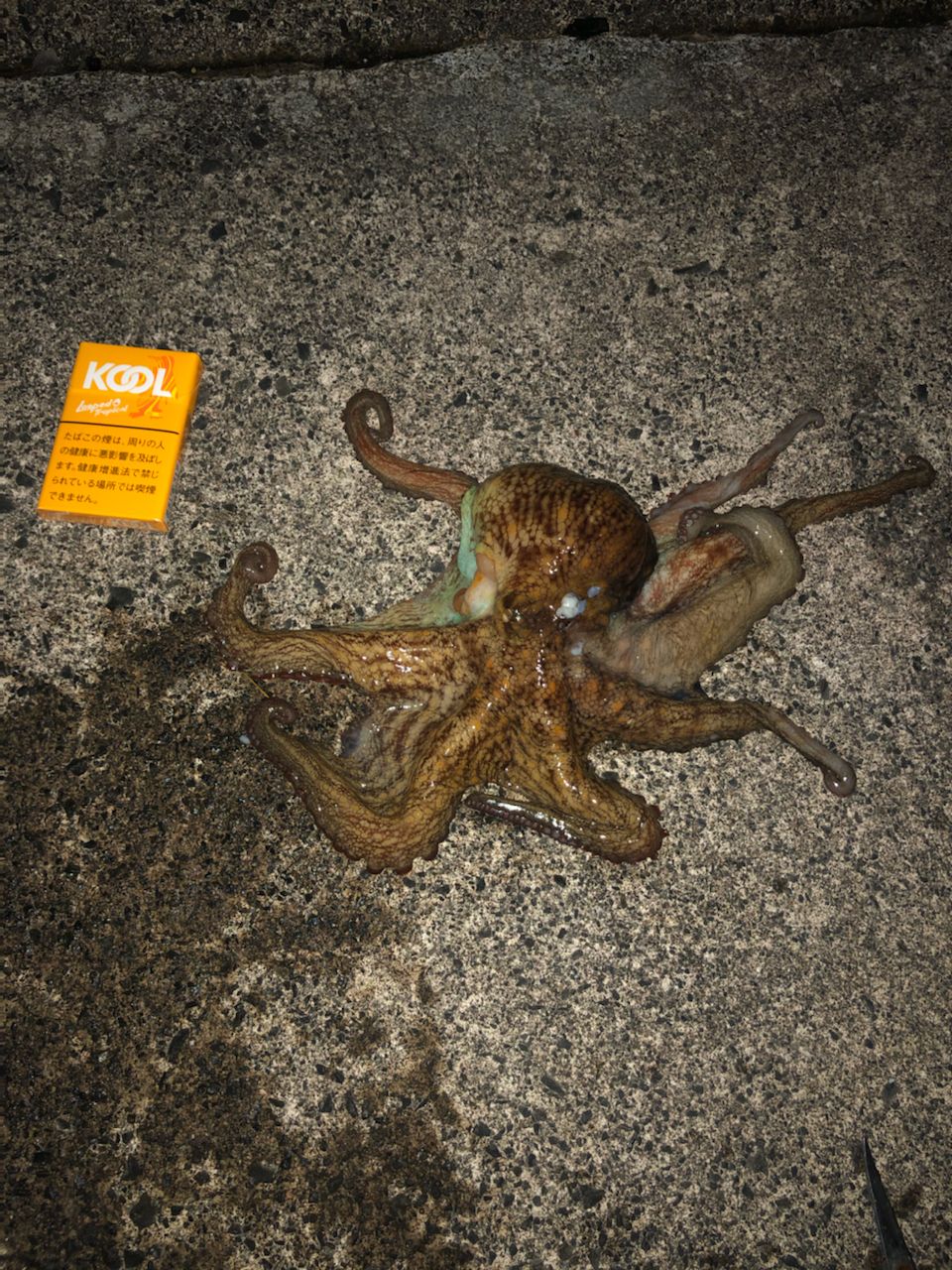 タコ