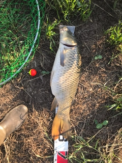 コイの釣果