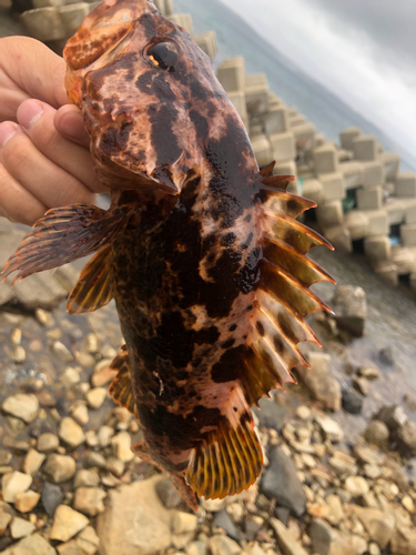 タケノコメバルの釣果