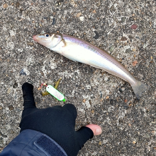 キスの釣果