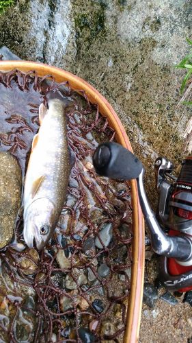 イワナの釣果