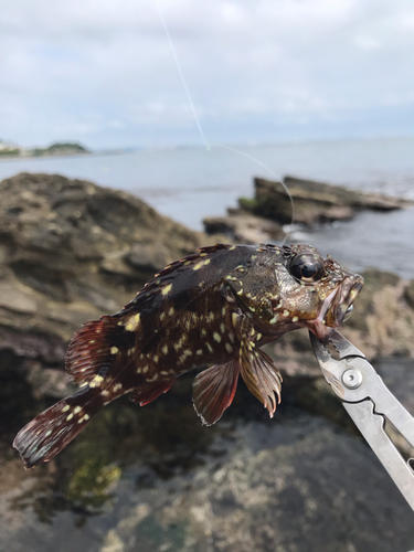 ガシラの釣果