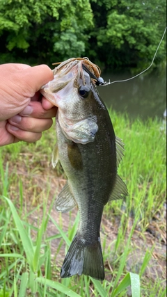 ラージマウスバスの釣果