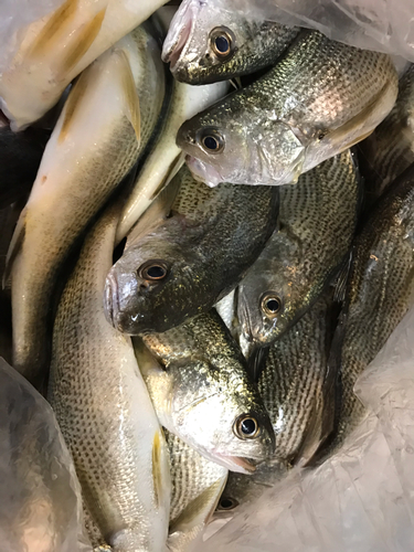 イシモチの釣果