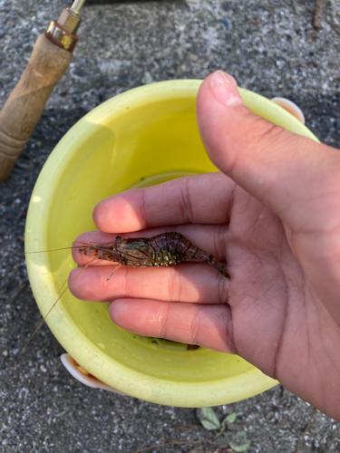 エビの釣果