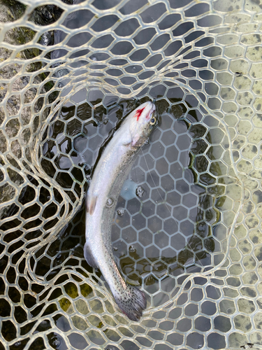 ニジマスの釣果