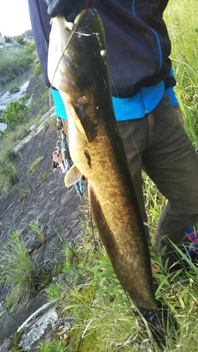 ナマズの釣果