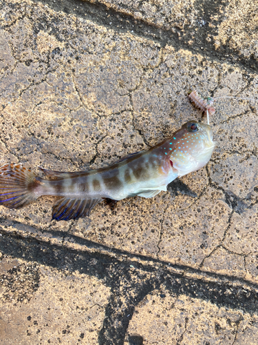 トラハゼの釣果