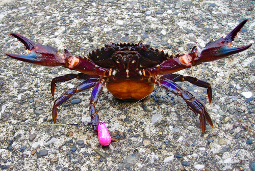 イシガニの釣果