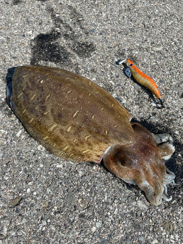 モンゴウイカの釣果