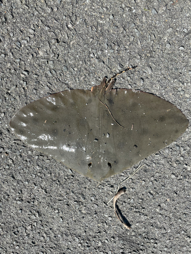 アカエイの釣果