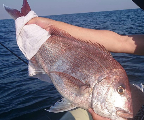 マダイの釣果