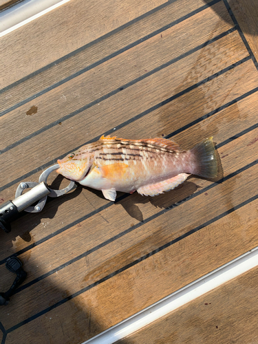 ホシササノハベラの釣果