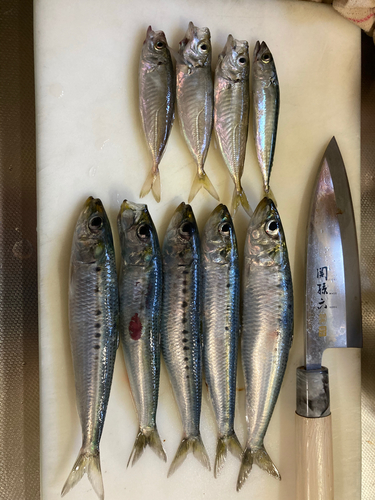 イワシの釣果