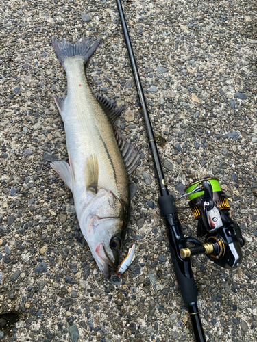 シーバスの釣果