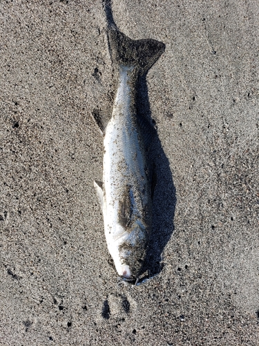 フッコ（マルスズキ）の釣果