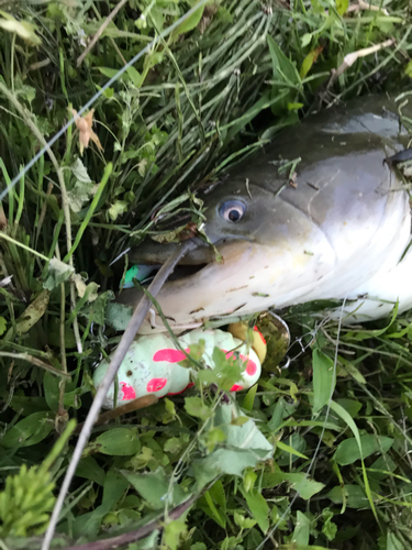 ナマズの釣果