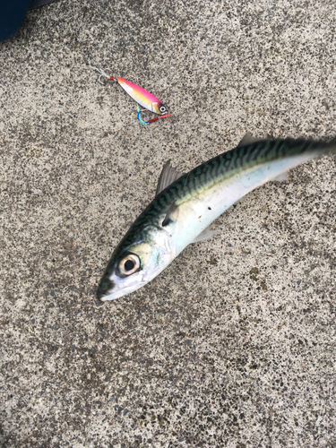 サバの釣果