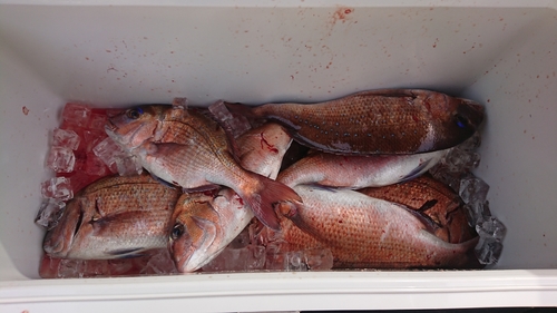 マダイの釣果