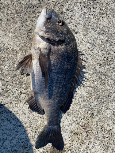 チヌの釣果