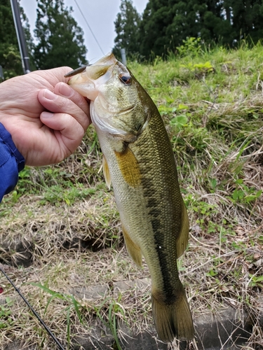 ラージマウスバスの釣果