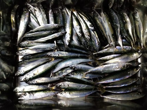 サバの釣果