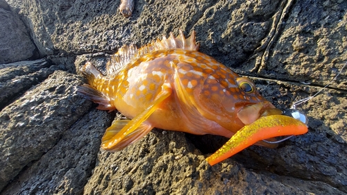 キジハタの釣果