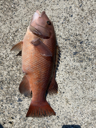 コブダイの釣果