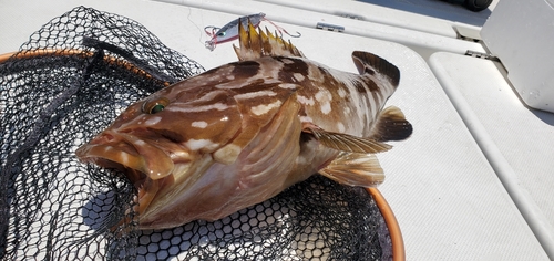 クエの釣果