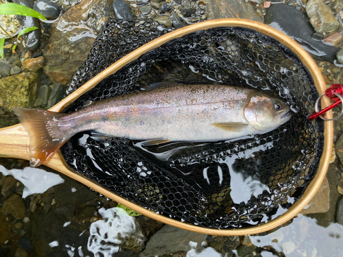 ヤマメの釣果