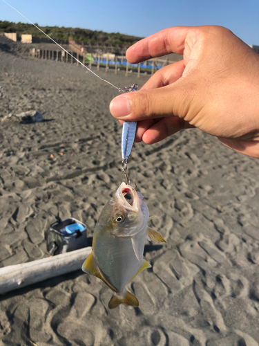 ショゴの釣果