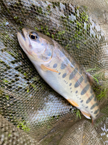 ヤマメの釣果