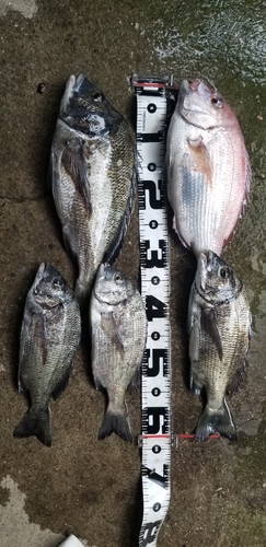 マダイの釣果