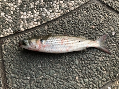 ボラの釣果