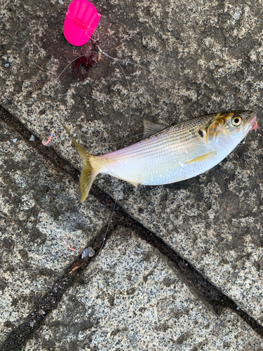 コノシロの釣果