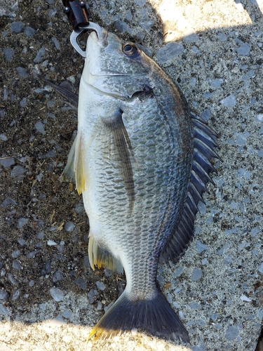 キビレの釣果