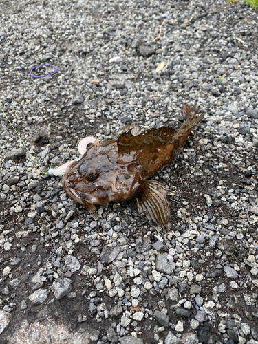 カジカの釣果