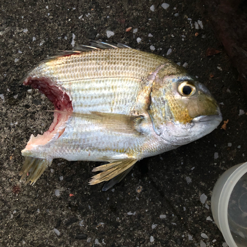 ヘダイの釣果