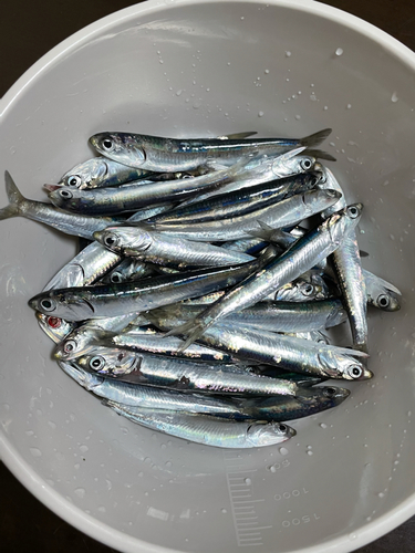 カタクチイワシの釣果