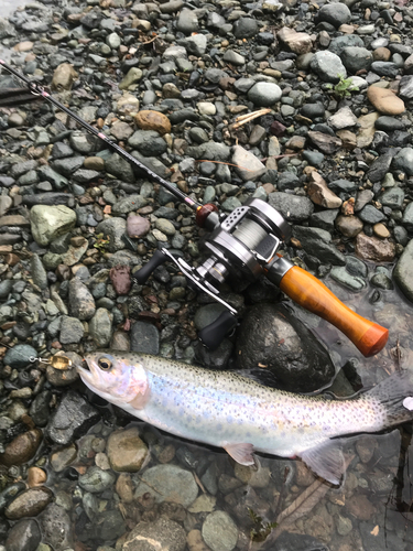 ニジマスの釣果